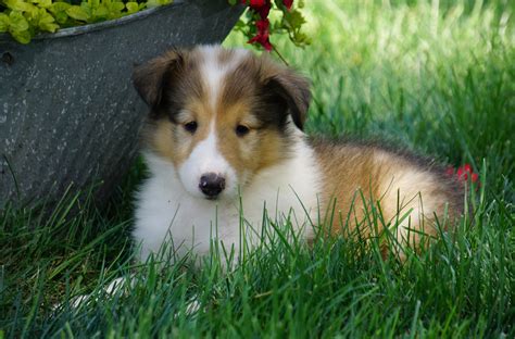 Biscuit and White. . Rough collie mix puppies for sale near me